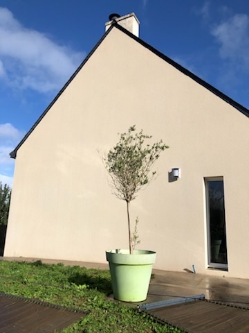 Pignon nettoyé et retrouvé propre après traitement